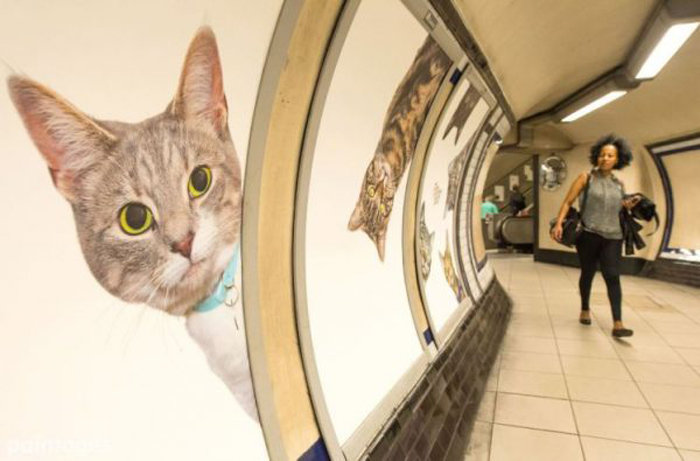 кот в метро фото