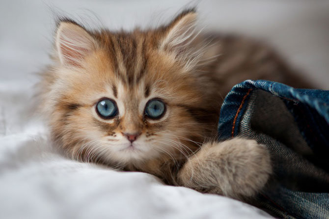 милые котята фото