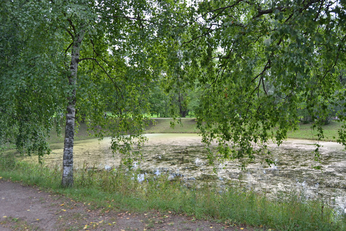 плакучая береза у реки фото