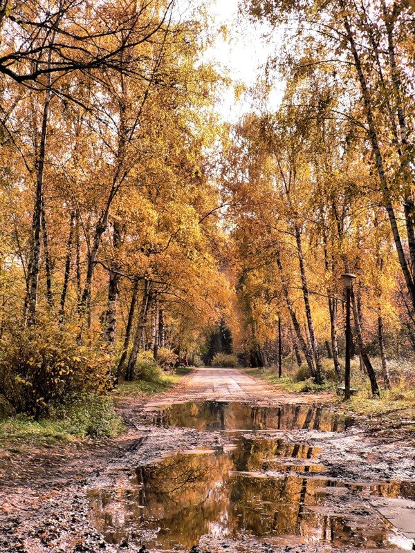 слякотная осень фото