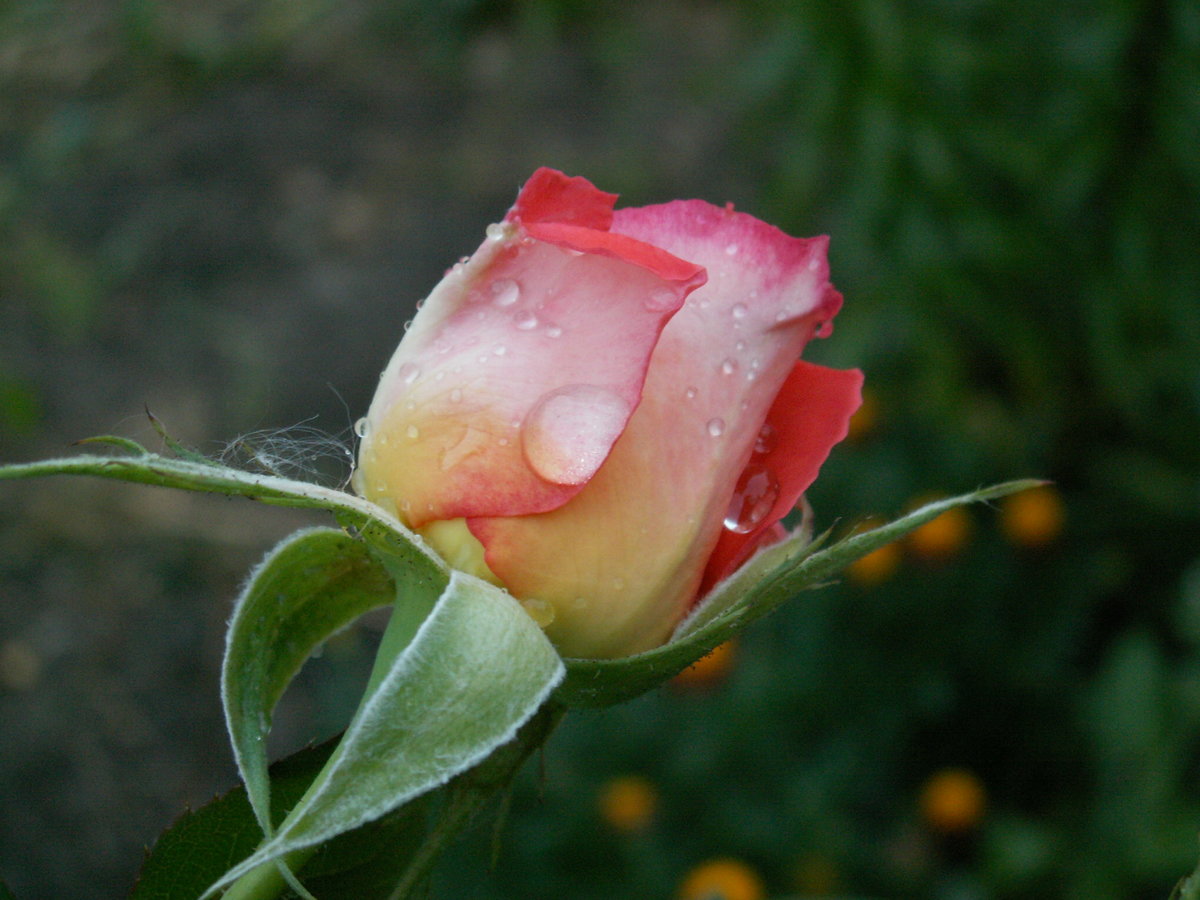 Картинки имена роза