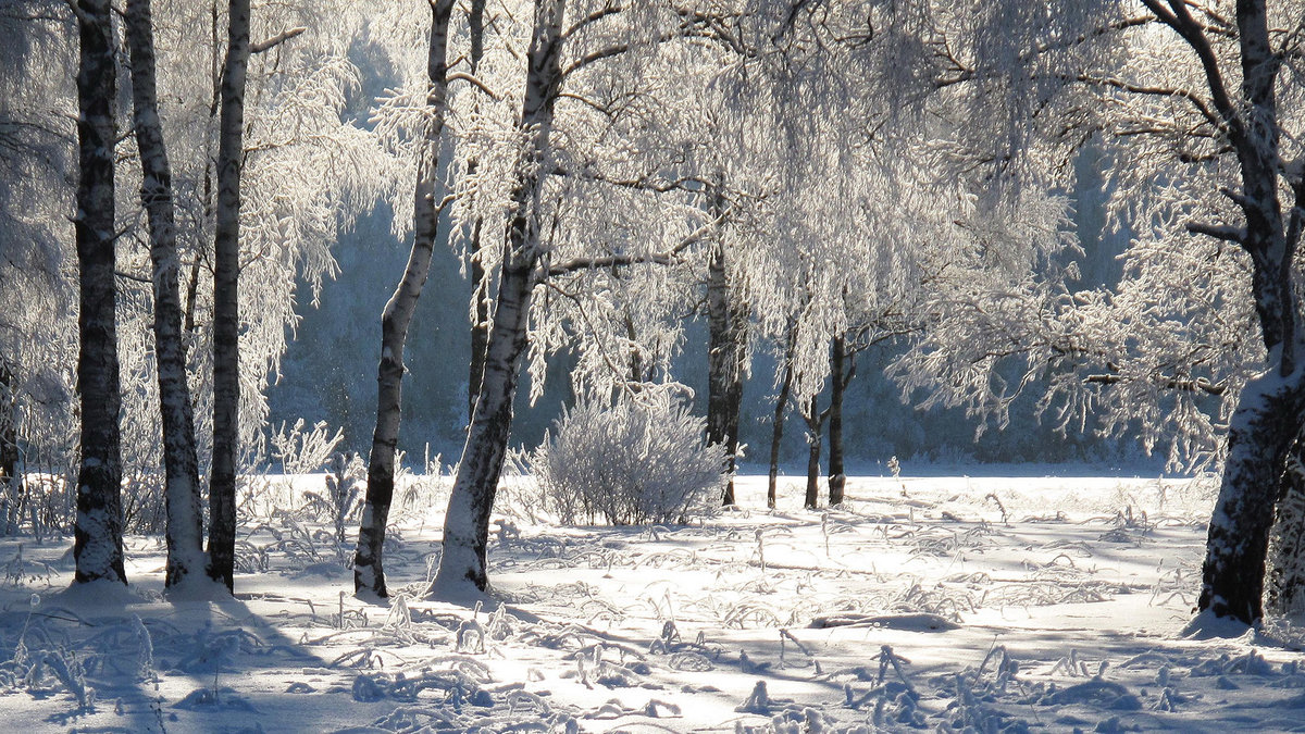 береза зимой фото