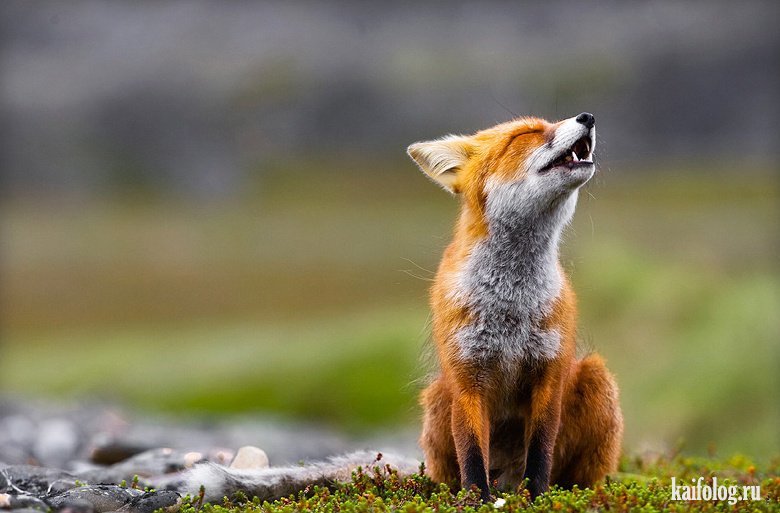 Лисы и лисицы. Смешные фото диких и домашних рыжих лис.