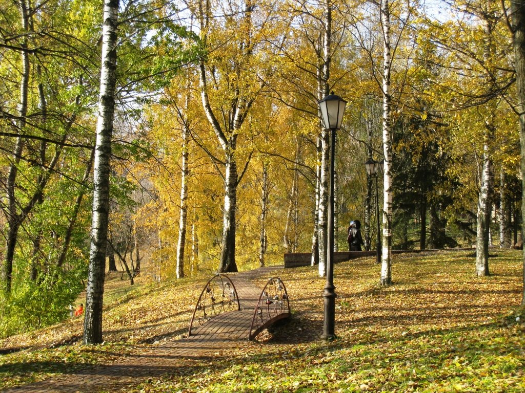 берёзовая роща парк фото