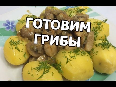 грибы рецепты фото
