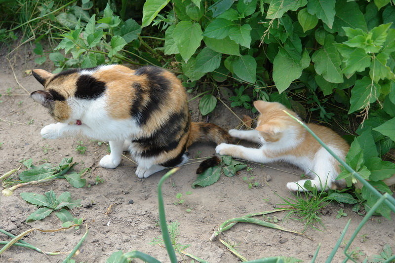 дворовая кошка фото