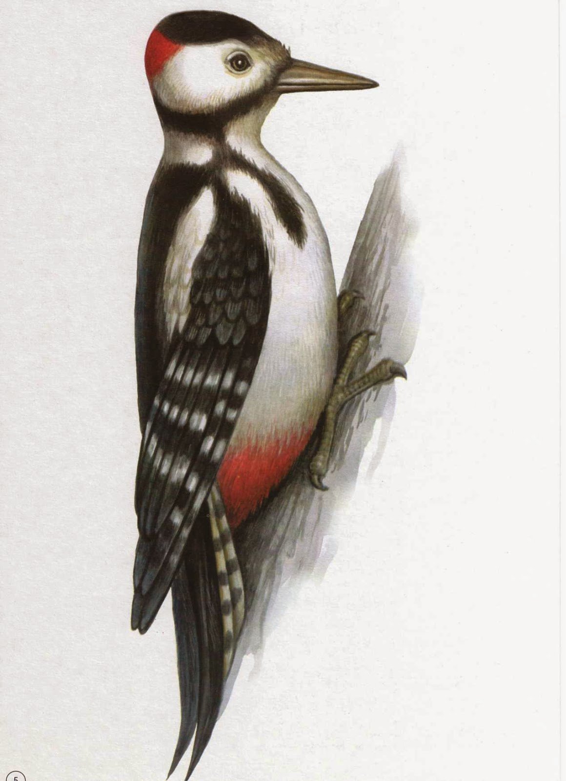 Картинка дятла для детей