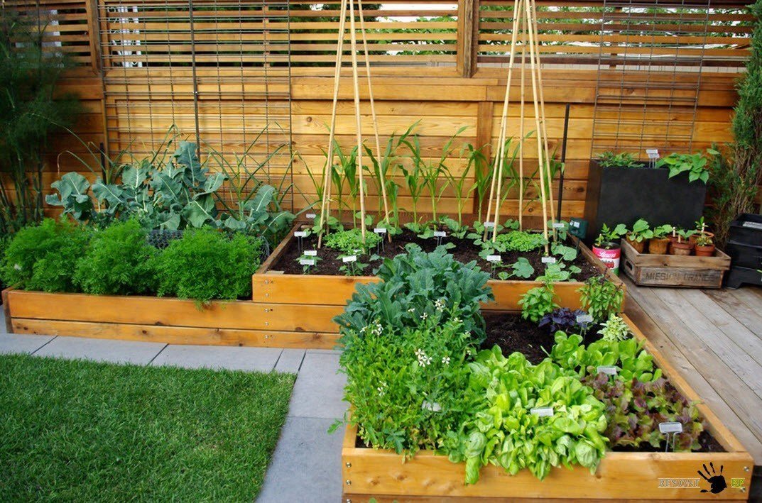 как посадить сад на 6 сотках