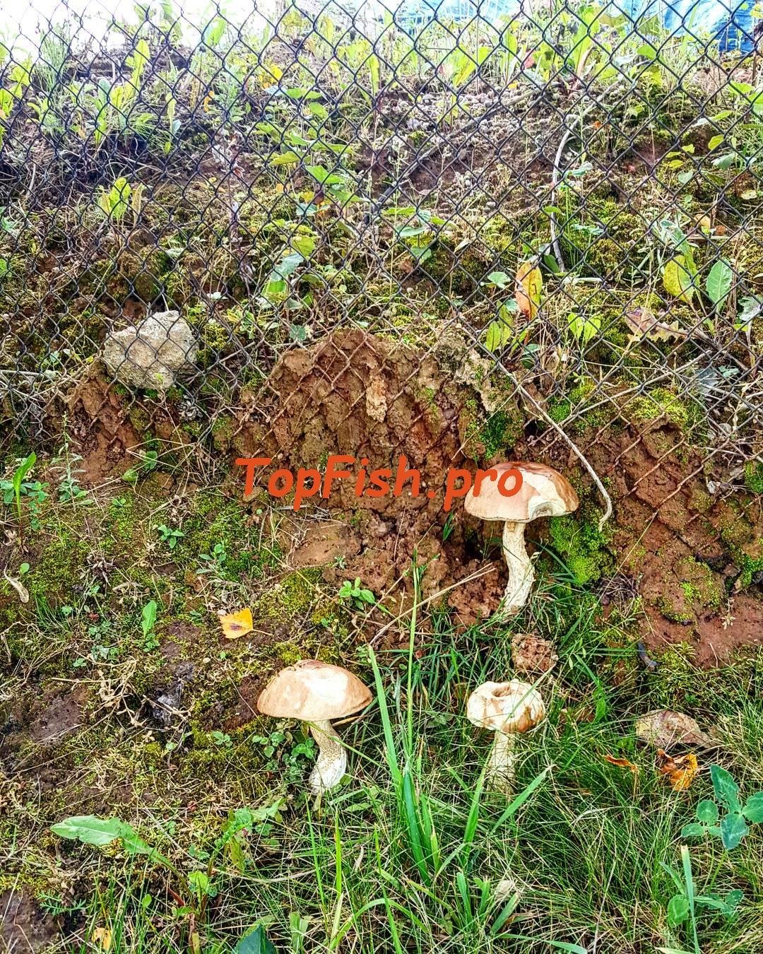 грибная поляна мухоморов фото