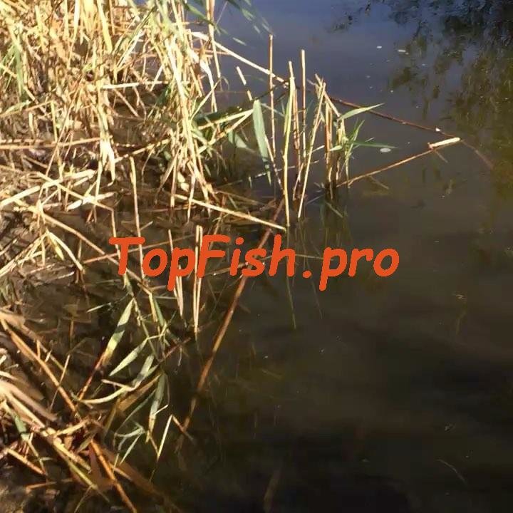 астрахань нерест фото