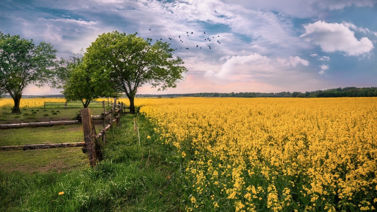 рапсовое поле фото