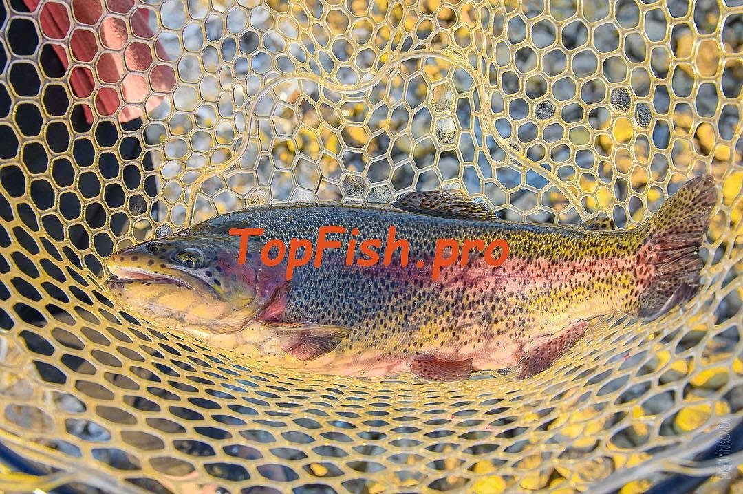 stream trout фото