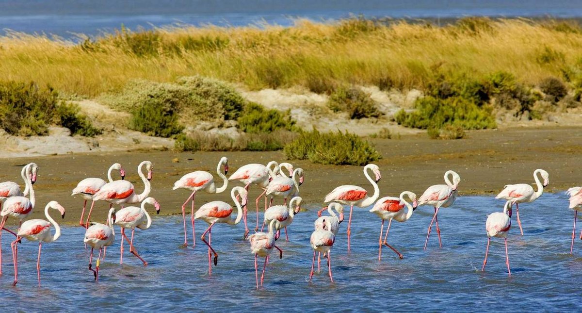 flamingo фото