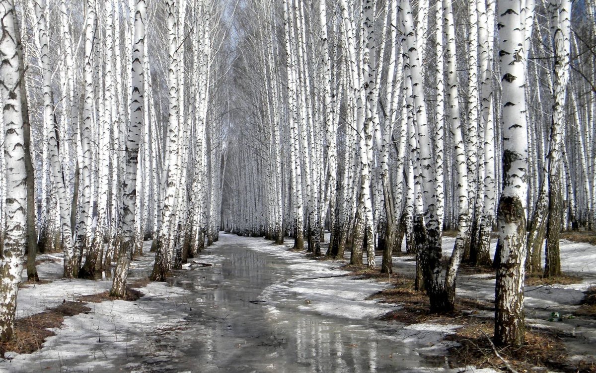 березовая роща ранней весной фото