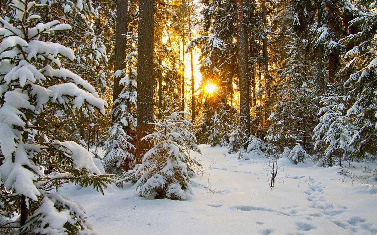 зимний лес фото