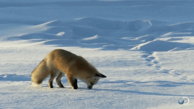 Ð¡Ð¼ÐµÑÐ½Ð°Ñ Ð»Ð¸ÑÐ° Ð² ÑÐ½ÐµÐ³Ñ #Ð»Ð¸ÑÐ° #fox #gif #snow #Ð³Ð¸ÑÐºÐ°