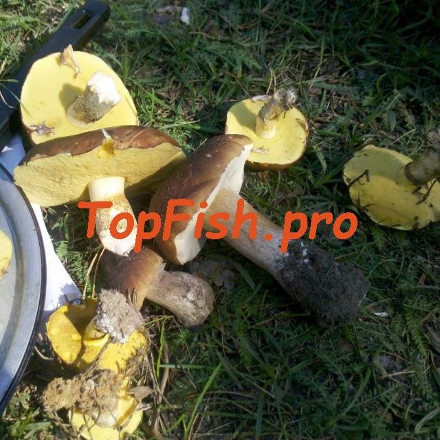 моховик гриб съедобный фото