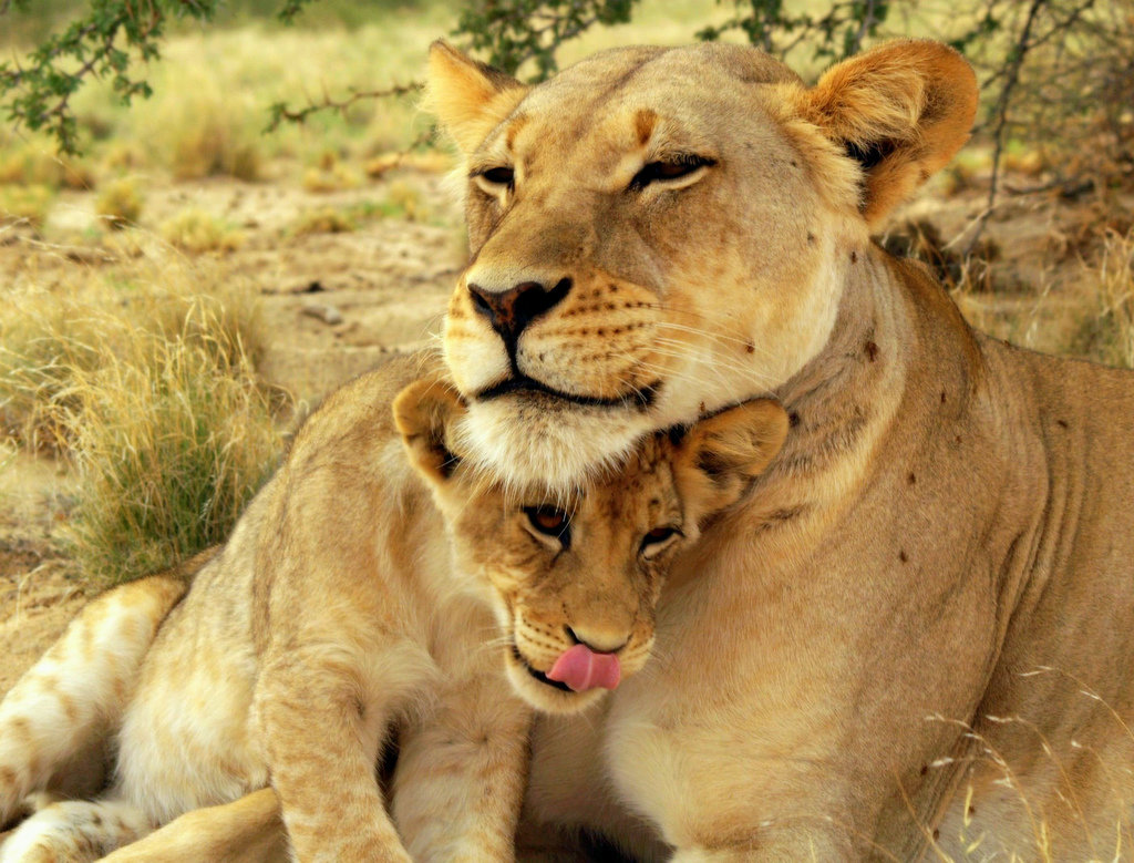 Львица со львенком картинки