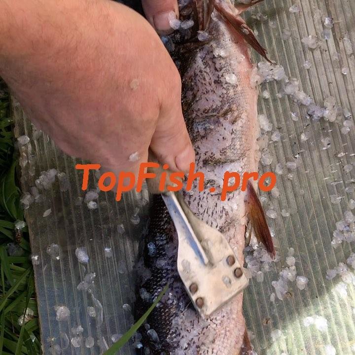 для чистки рыбы фото
