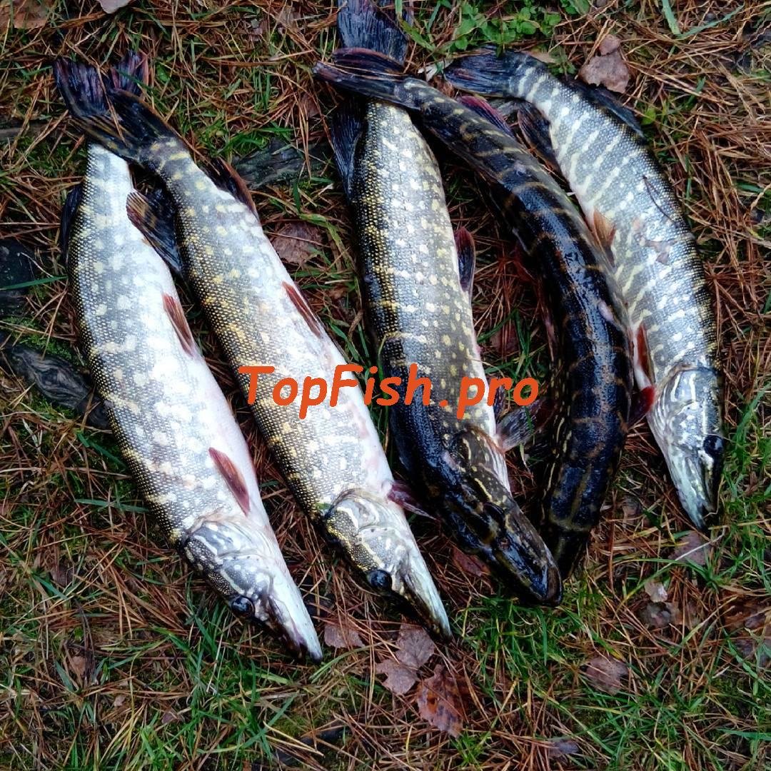 ловля щуки фото