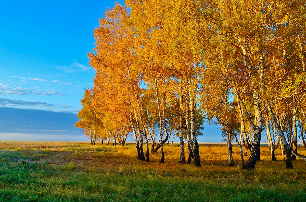 осень берёзовая роща фото