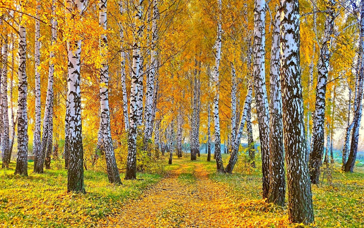 осенний березовый лес фото