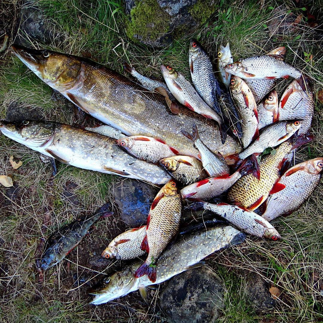 ловля щуки фото