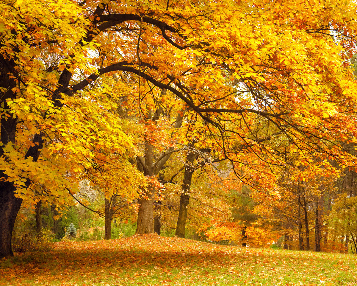 Картинки деревья, парк, поляна, ветки, желтые, листья, лес, осень