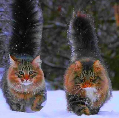 кот норвежский лесной фото