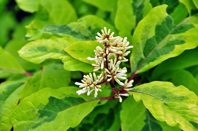 сирень гималайская - syringa emodi. фото