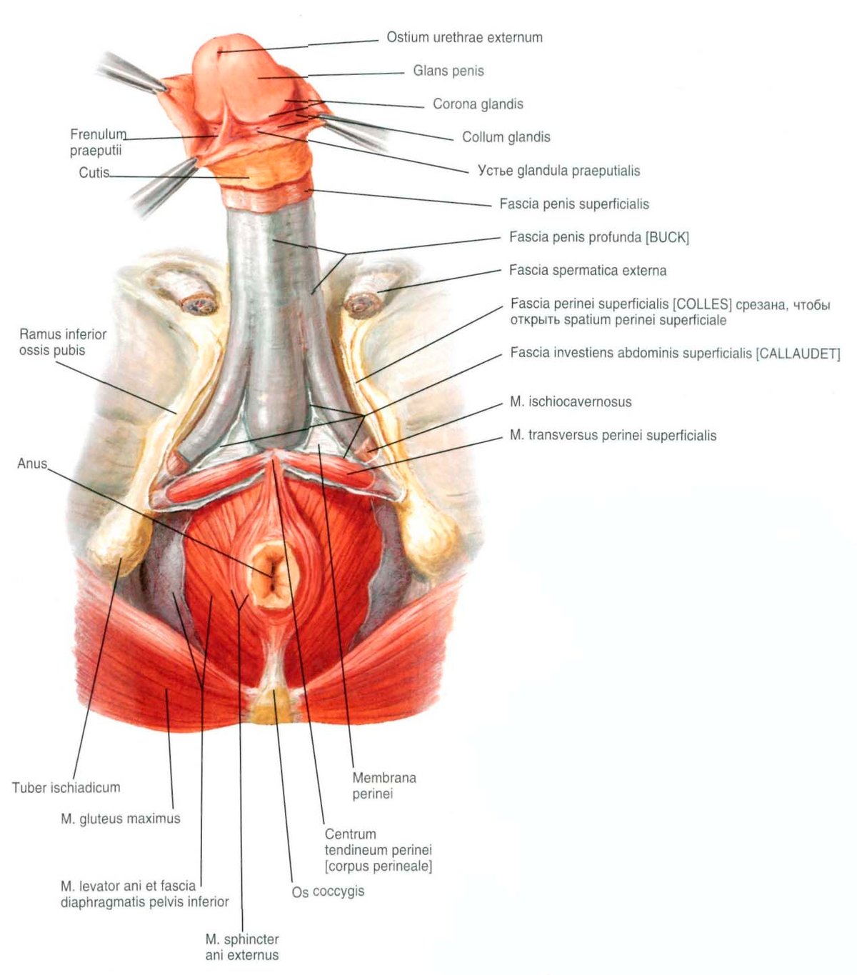 ���� �������� ������