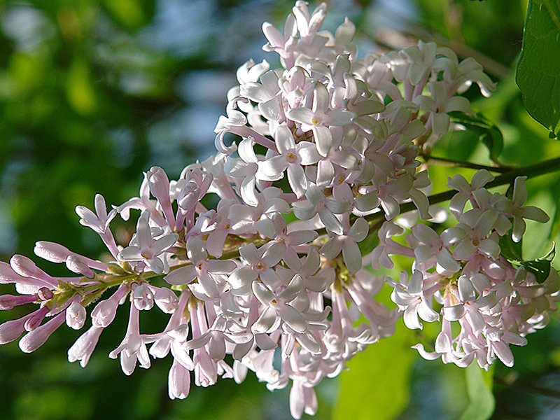сирень гималайская - syringa emodi. фото