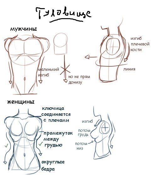 рисование женской груди фото