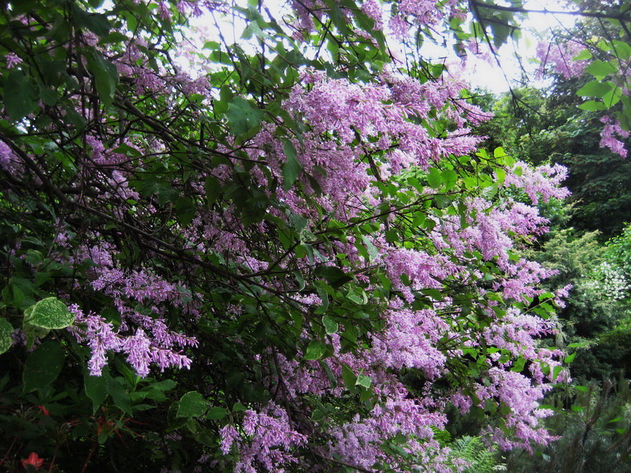 сирень гималайская - syringa emodi. фото