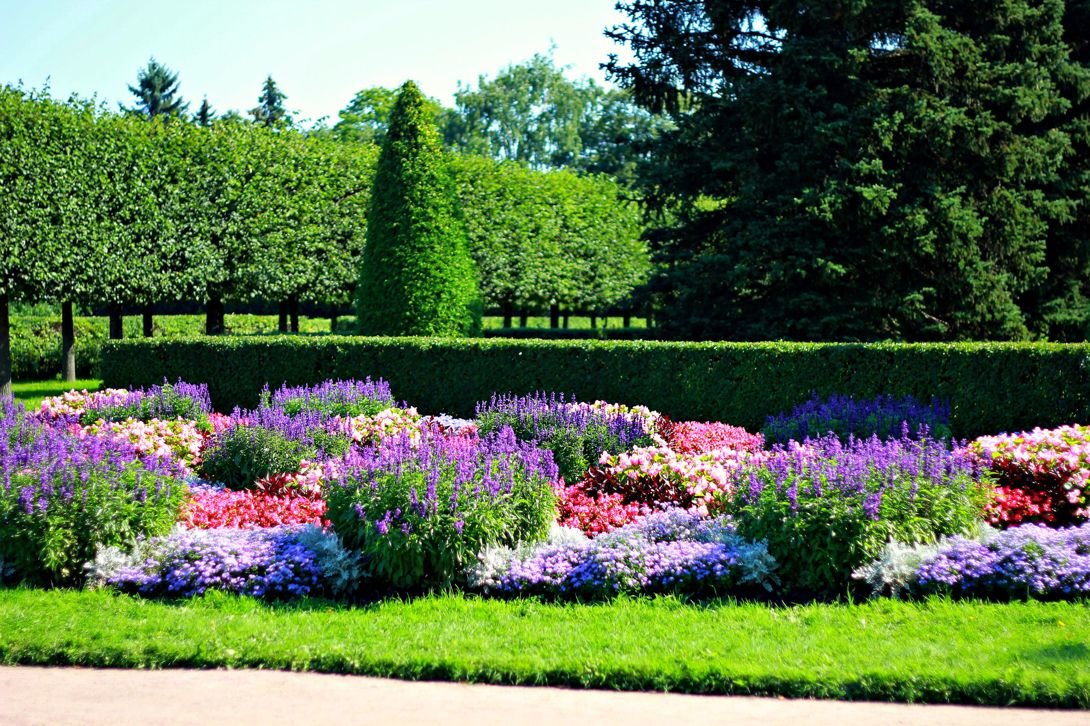 петергоф партерные цветники фото