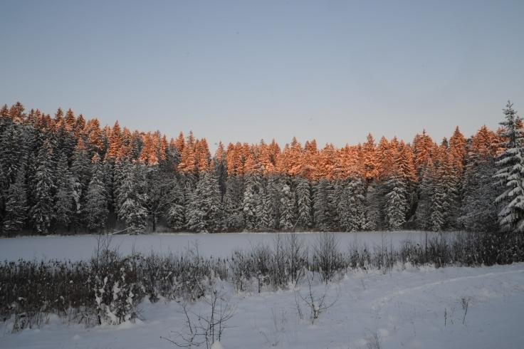 зимняя тайга фото