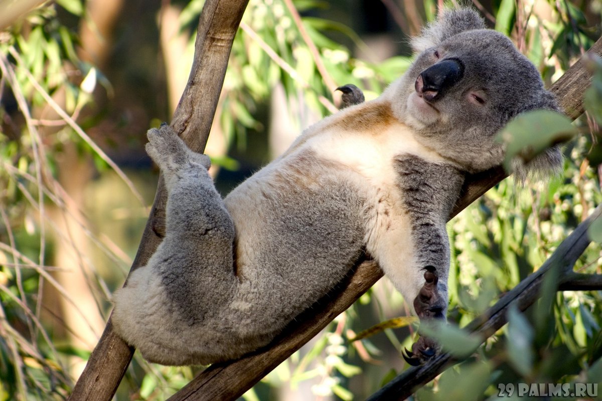 коала фото