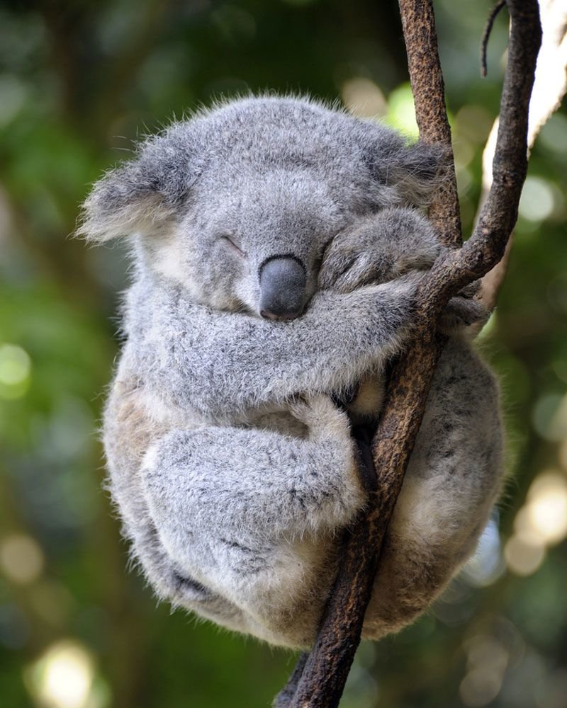 коала вертикальное фото
