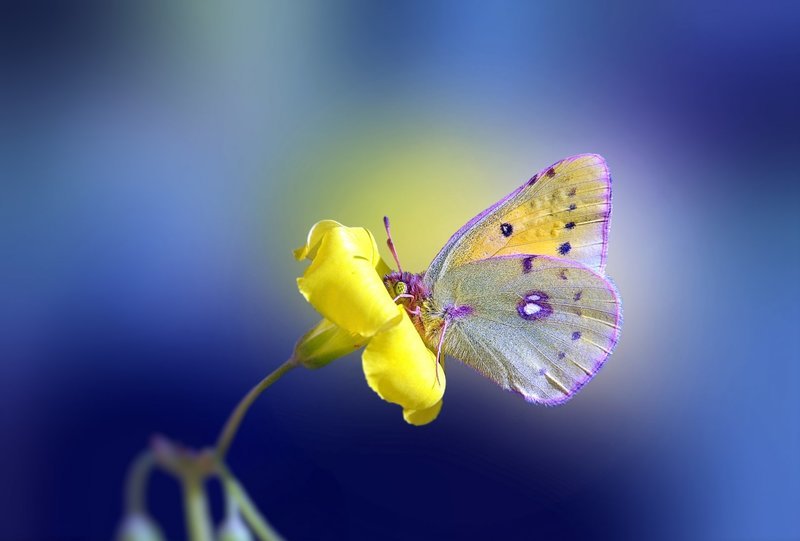 Маленькая бабочка на цветке жёлтого цвета.  