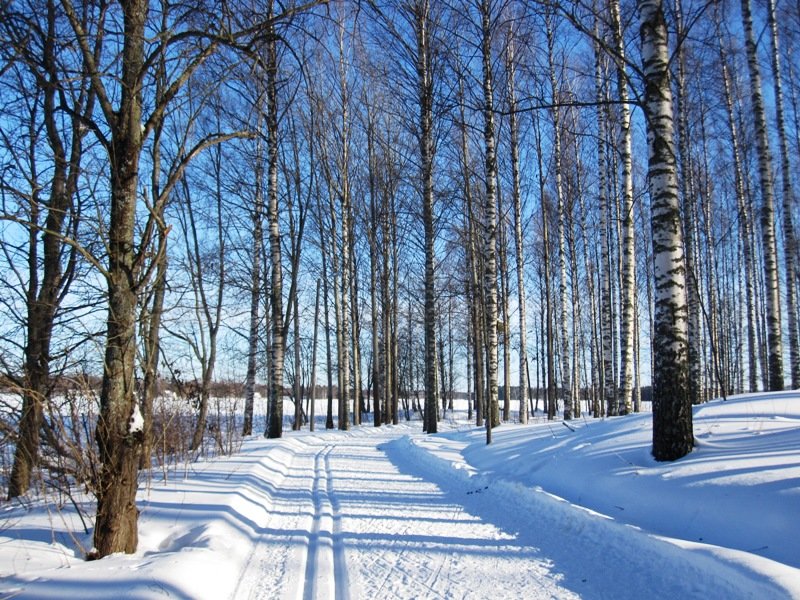 березовый лес зимой фото