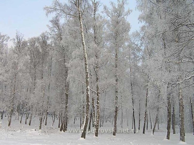 берёзовая роща каменск-уральский зимой фото