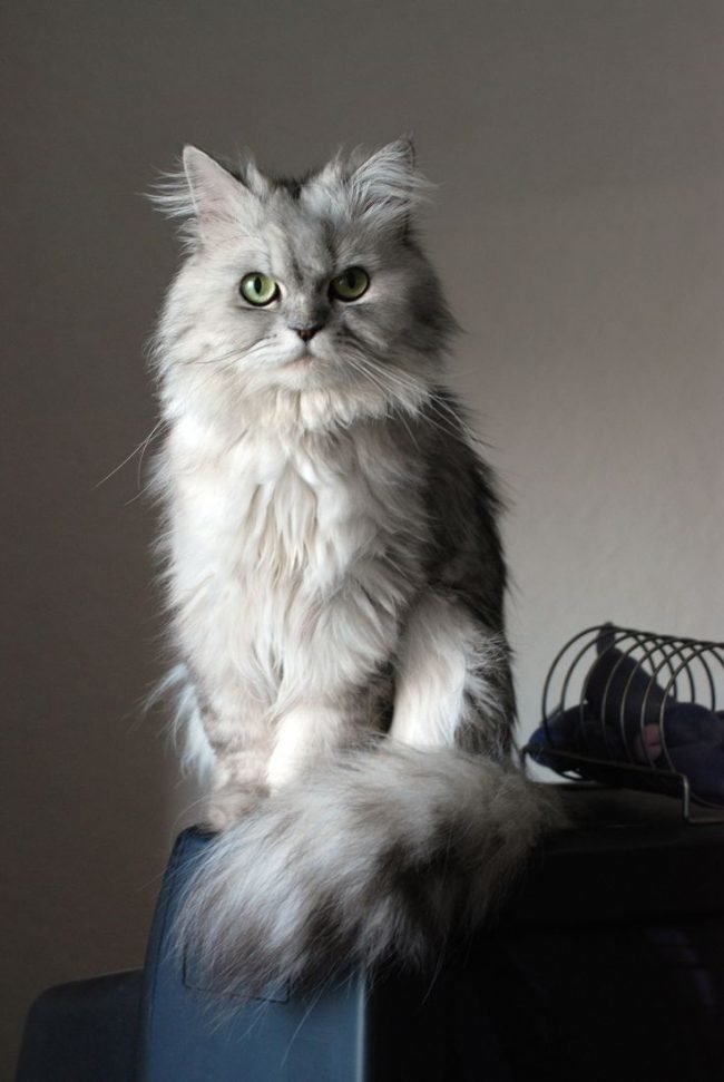 домашние длинношерстная кошка фото
