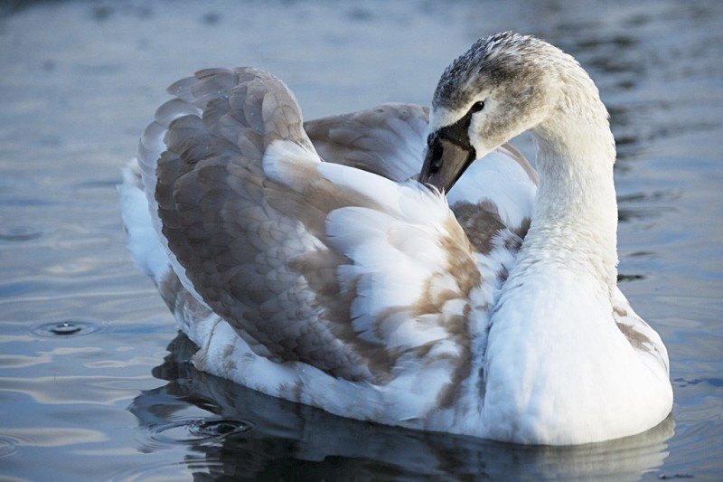 Дикий лебедь на воде крупным планом