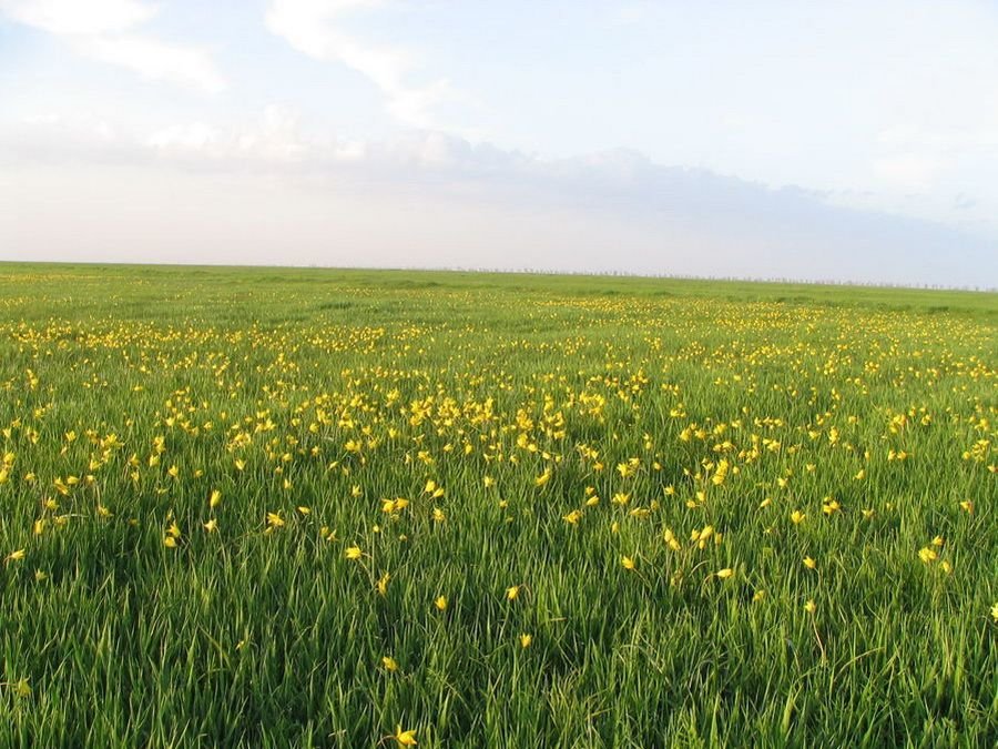 луговые степи фото