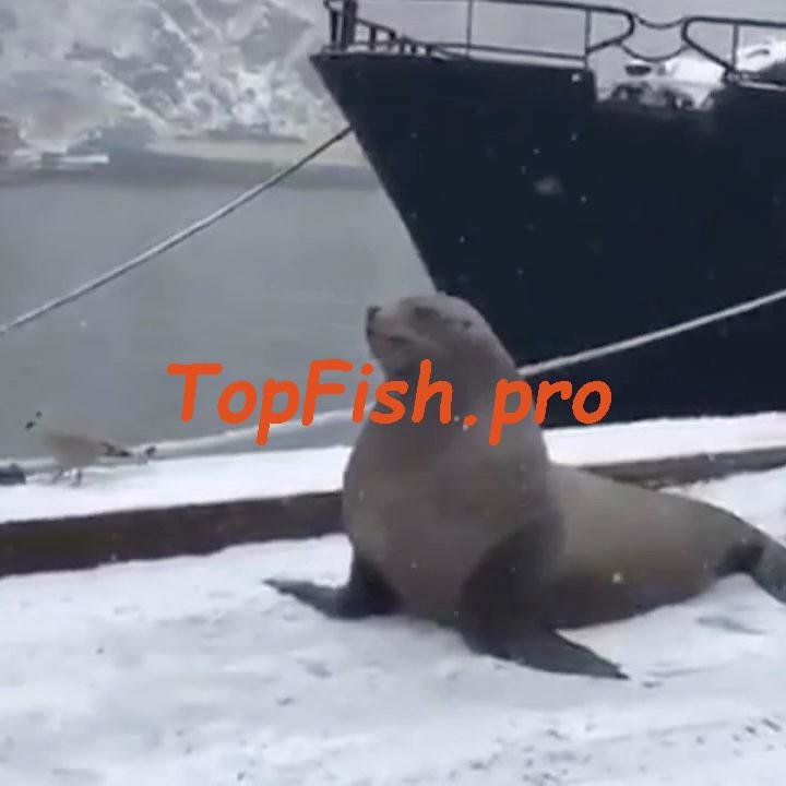 сивуч ворует рыбу камчатка фото