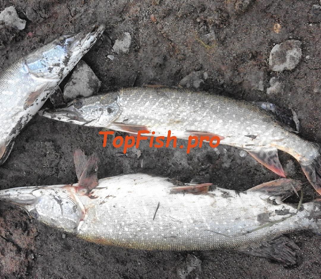 ловля щуки фото