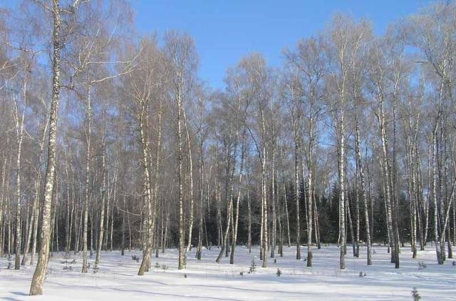 роща зимой фото