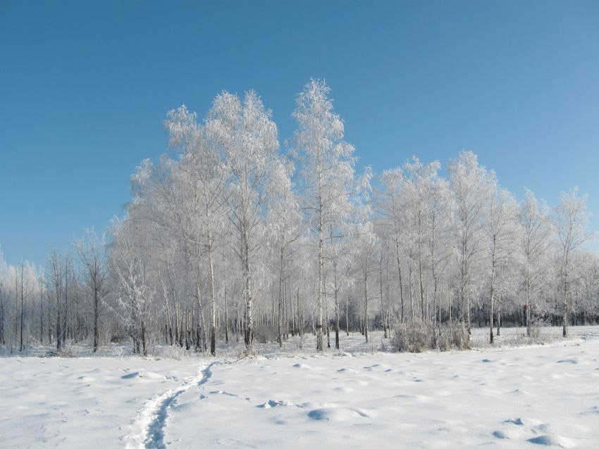 береза зимой фото