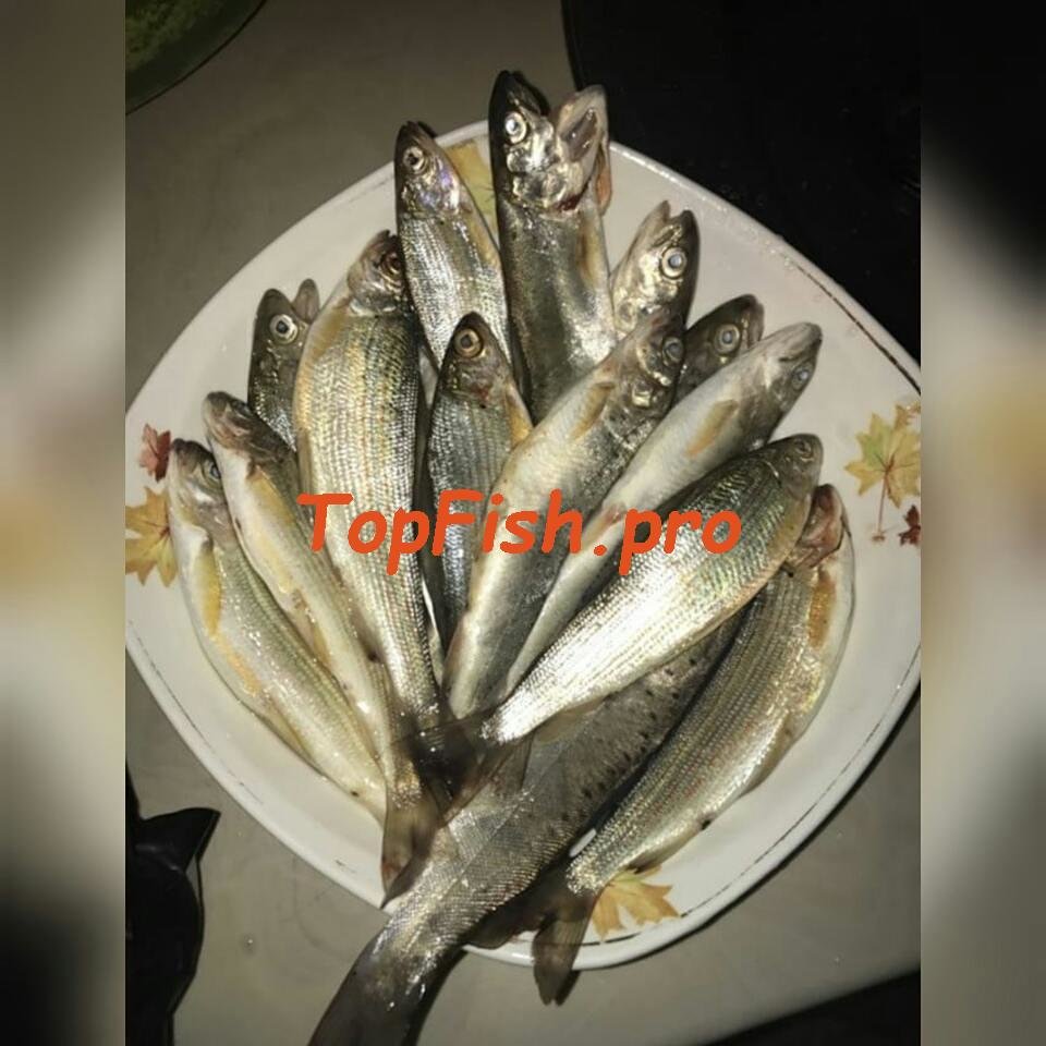 корюшка рыба фото