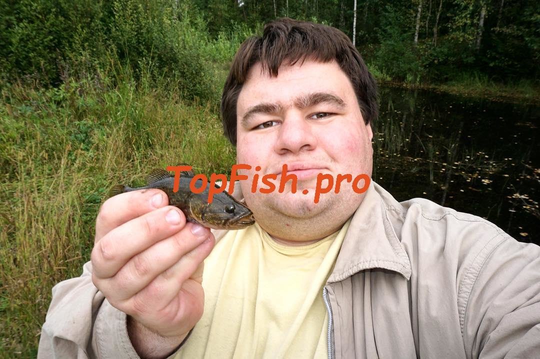 ерш рыба фото